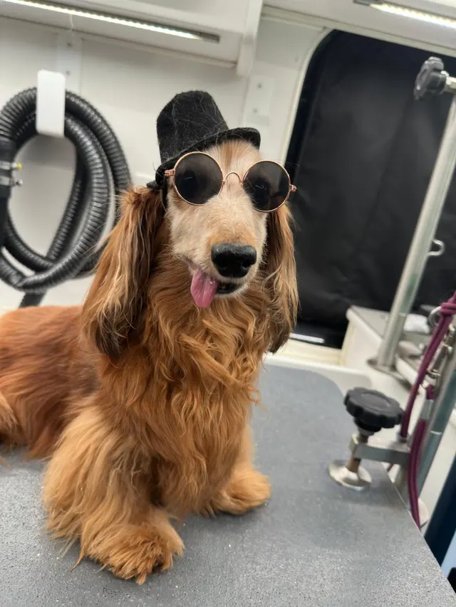 Hollywood Mobile Grooming — photo from the business 7