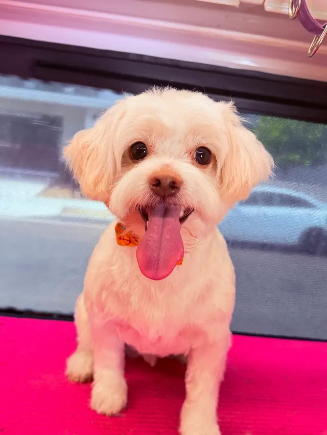 Lilly's Mobile Grooming — photo from the business 2