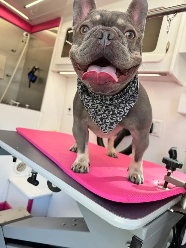 Lilly's Mobile Grooming — photo from the business 3