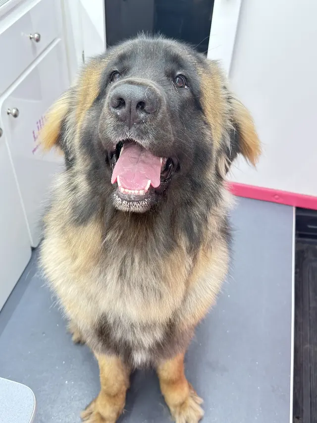 Lilly's Mobile Grooming — photo from the business 11