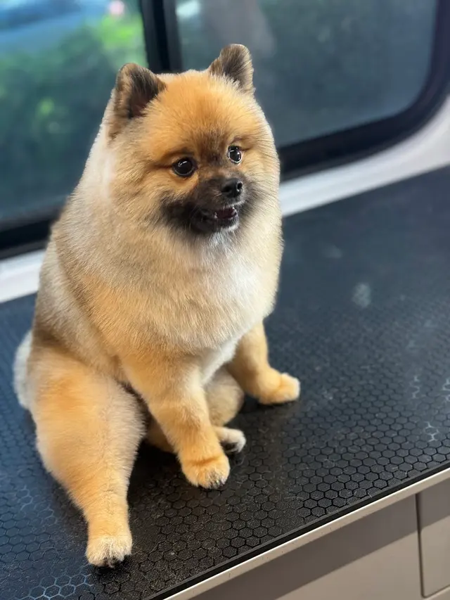 Lilly's Mobile Grooming — photo from the business 4