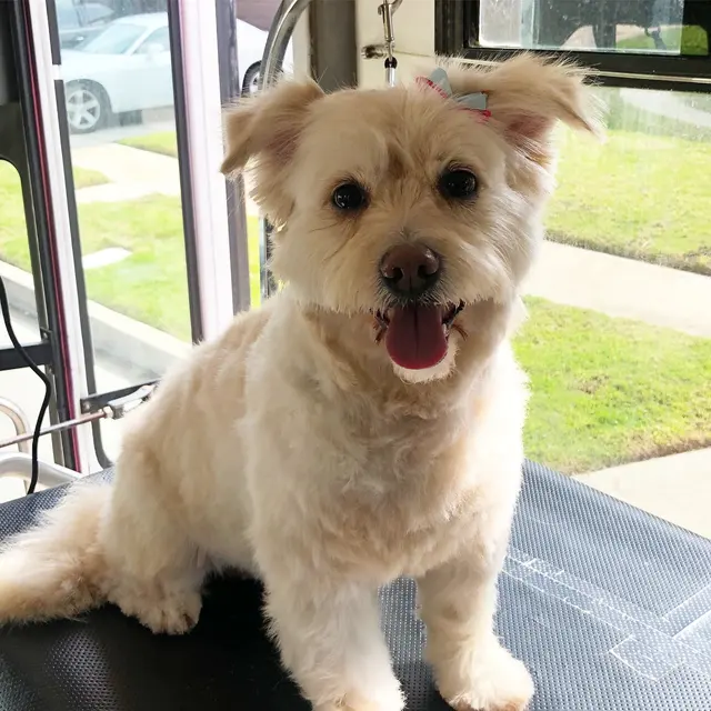 Lilly's Mobile Grooming — photo from the business 10