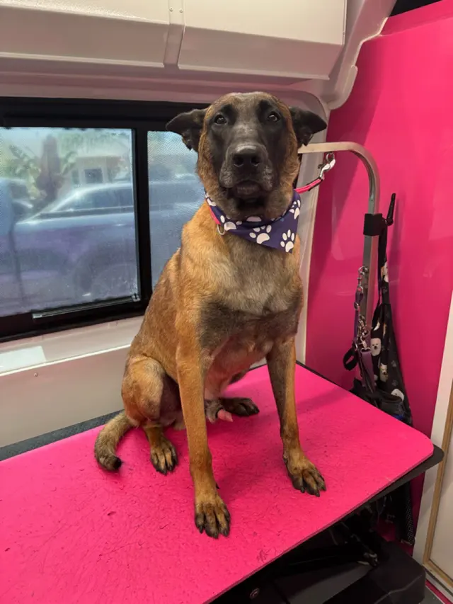 Customer photo of work by Lilly's Mobile Grooming, from Maynard Matthews's review