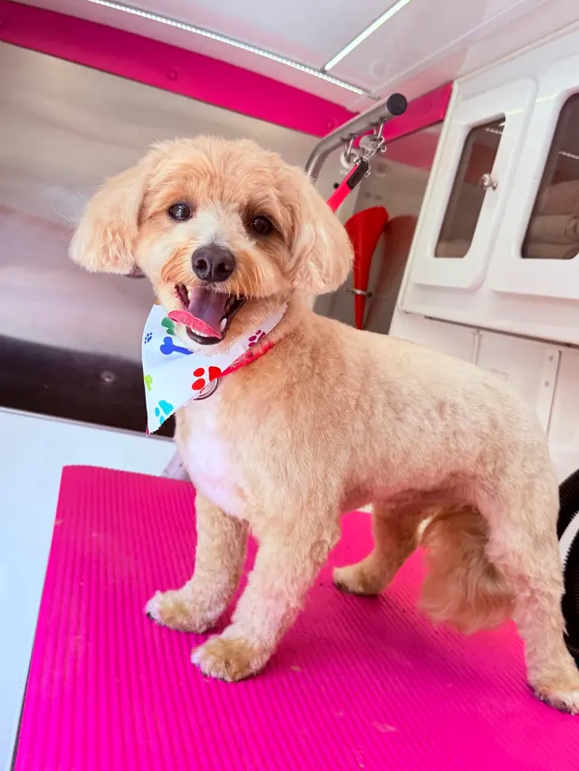 Lilly's Mobile Grooming — photo from the business 6