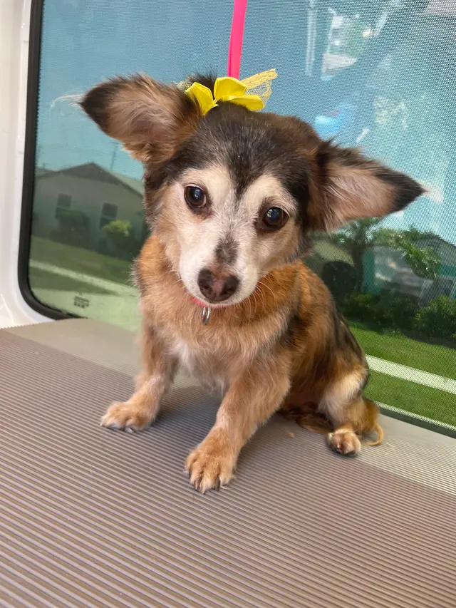 Lilly's Mobile Grooming — photo from the business 9