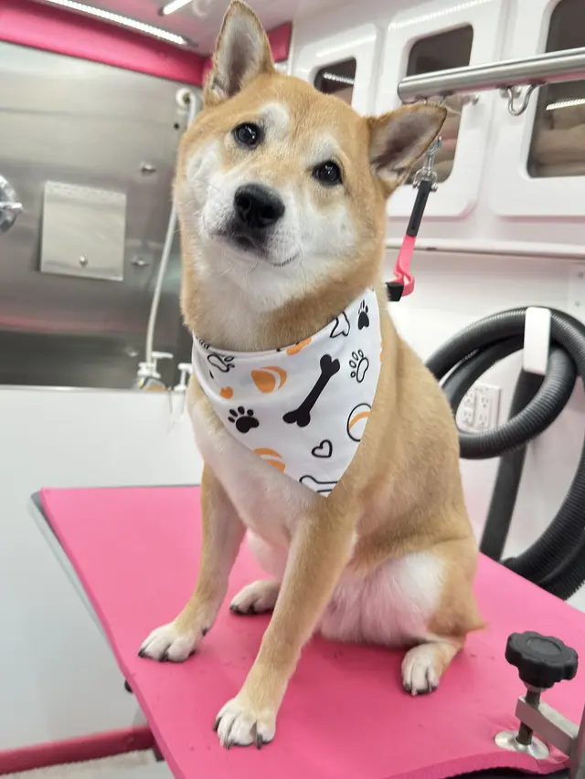 Lilly's Mobile Grooming — photo from the business 5