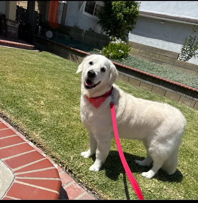 Lilly's Mobile Grooming — photo from the business 7