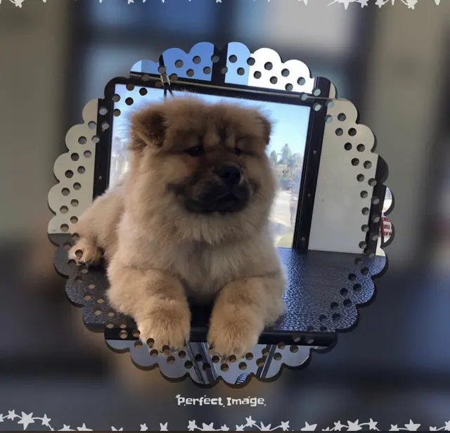 Lilly's Mobile Grooming — photo from the business 12