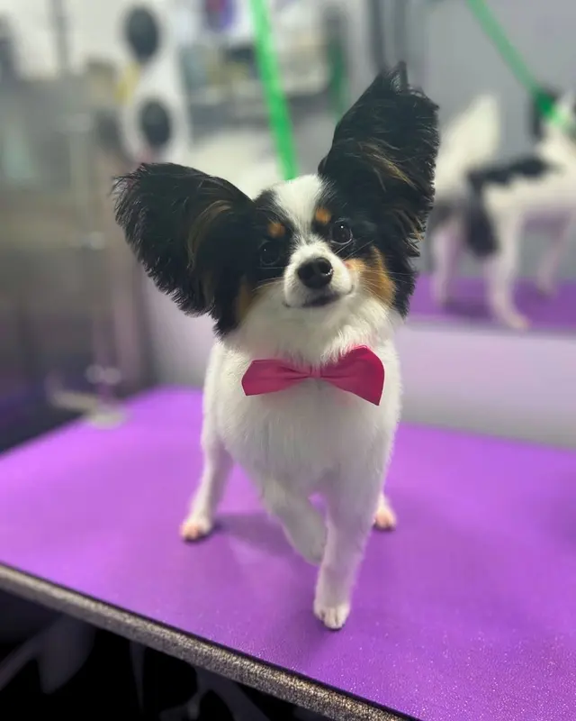 Barkbus Mobile Dog Grooming — photo from the business 6