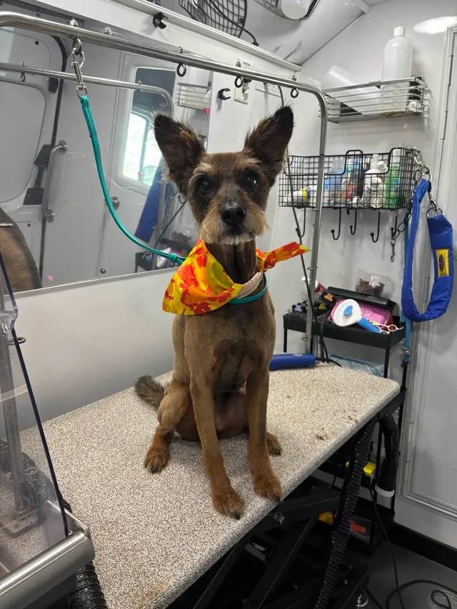 Barkbus Mobile Dog Grooming — customer photo 2