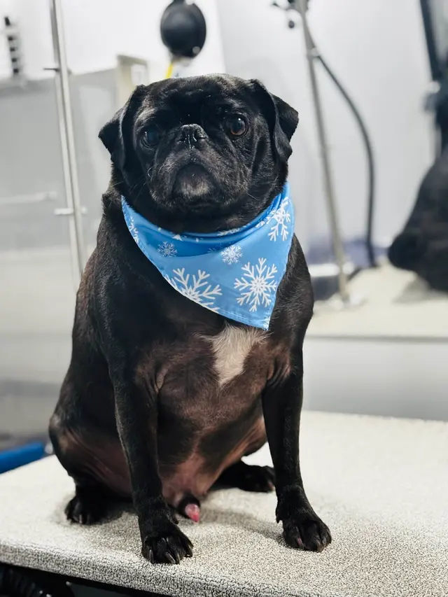 Barkbus Mobile Dog Grooming — customer photo 12