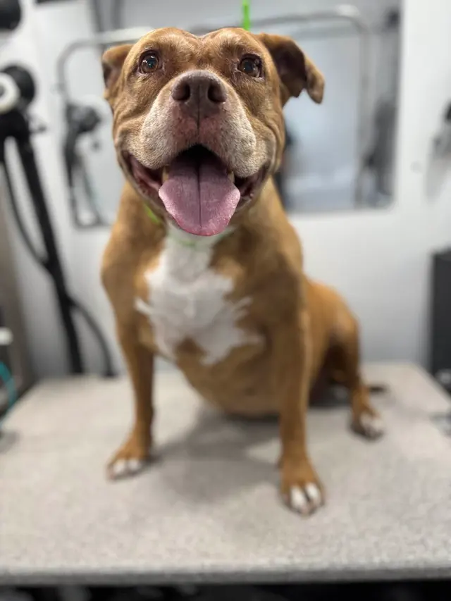 Barkbus Mobile Dog Grooming — customer photo 11