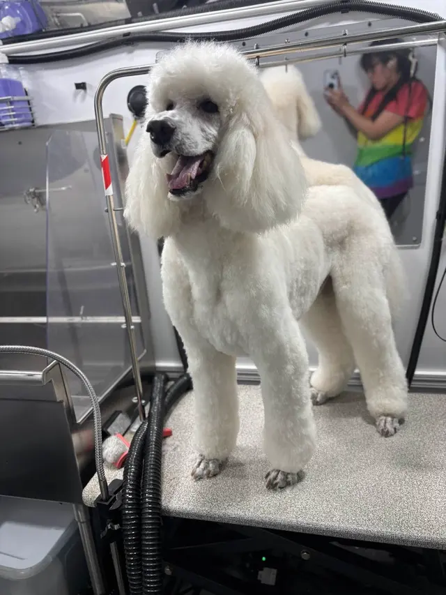 Barkbus Mobile Dog Grooming — customer photo 4