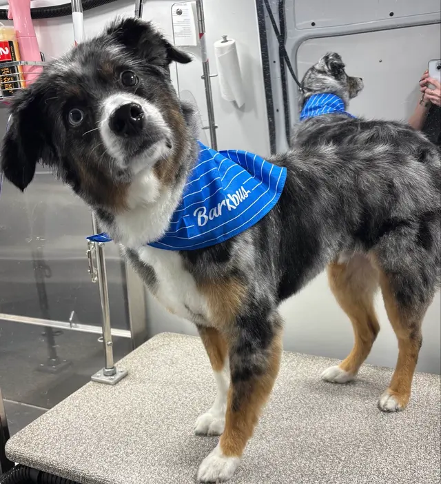 Barkbus Mobile Dog Grooming — customer photo 3