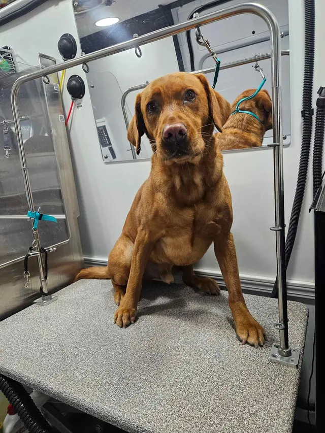Barkbus Mobile Dog Grooming — customer photo 7
