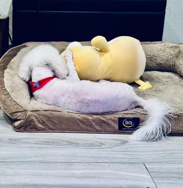 Barkbus Mobile Dog Grooming — customer photo 12