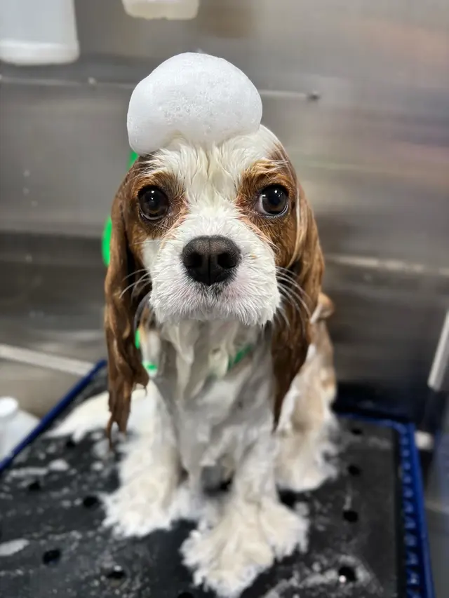 Barkbus Mobile Dog Grooming — photo from the business 5