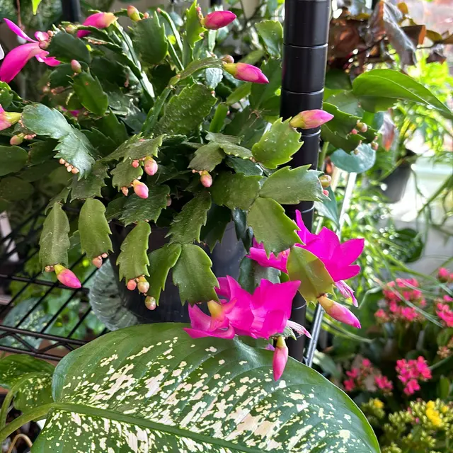 1st Center Floral & Garden — photo from the business 10