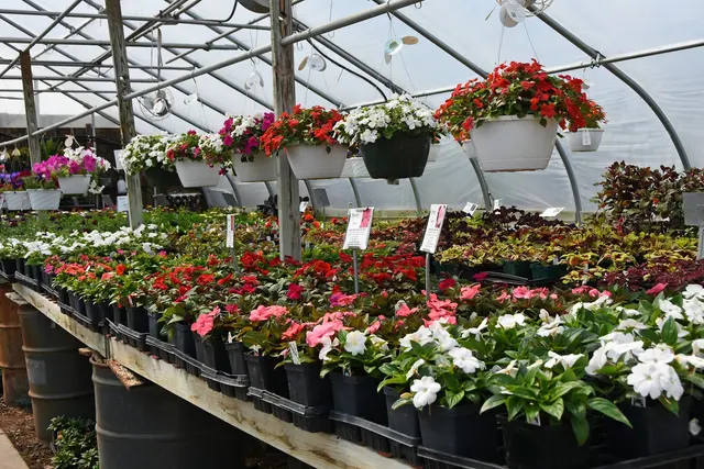 Pleasant Prairie Greenhouse / Urban Landscaping — customer photo 4