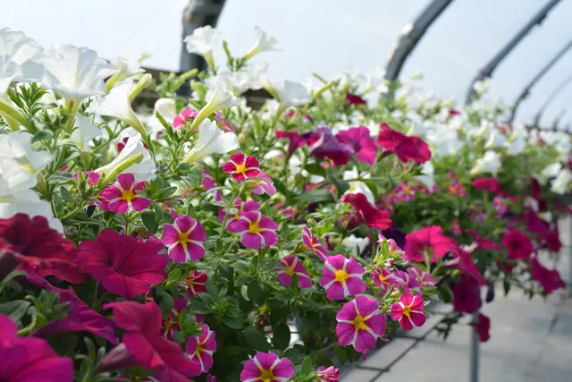McKay Garden Center - Oregon — photo from the business 7