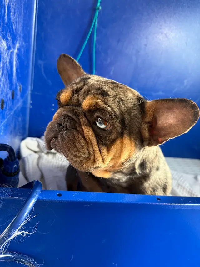 Ruff Cutz Mobile dog grooming — customer photo 10