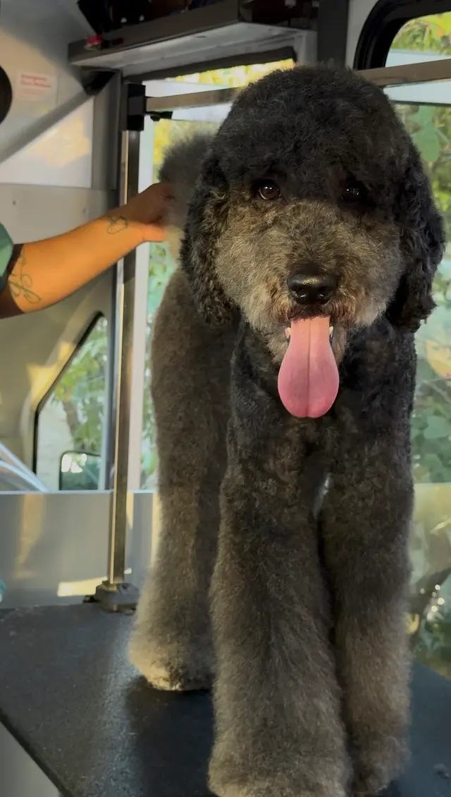 Ruff Cutz Mobile dog grooming — photo from the business 5