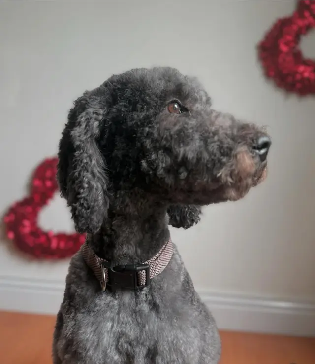 Ruff Cutz Mobile dog grooming — photo from the business 3