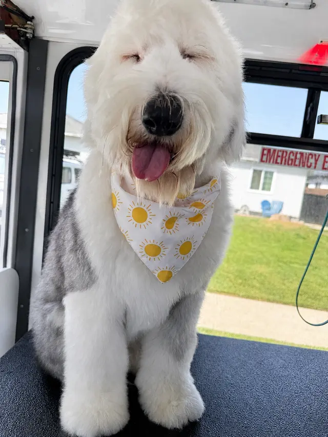 Ruff Cutz Mobile dog grooming — photo from the business 4