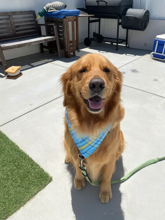 Ruff Cutz Mobile dog grooming — customer photo 8