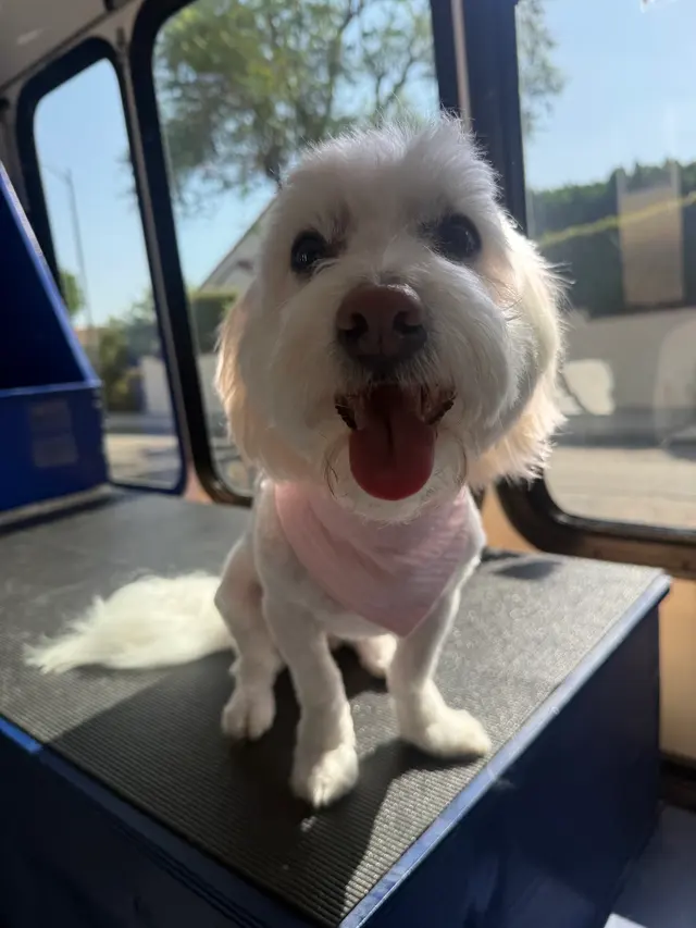 Ruff Cutz Mobile dog grooming — photo from the business 6