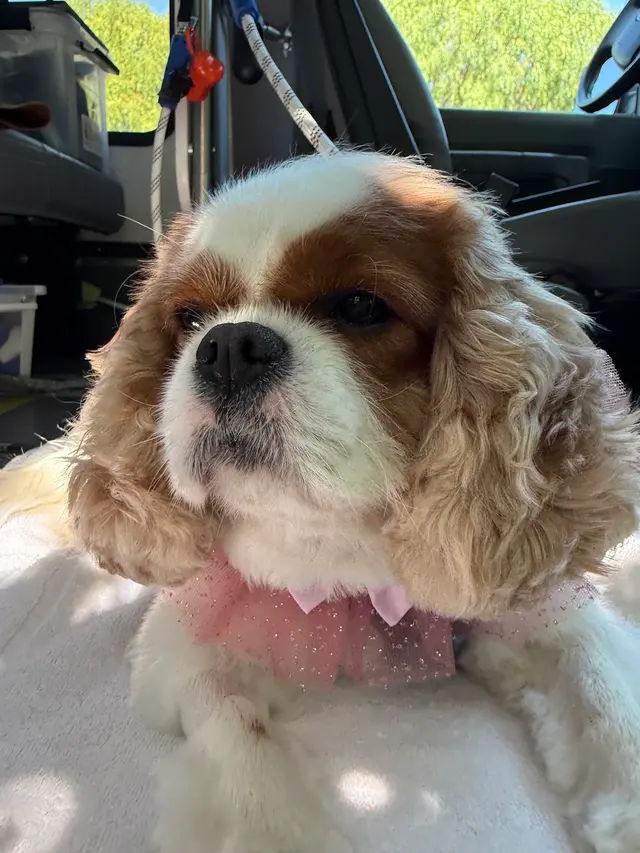 Ruff Cutz Mobile dog grooming — customer photo 12