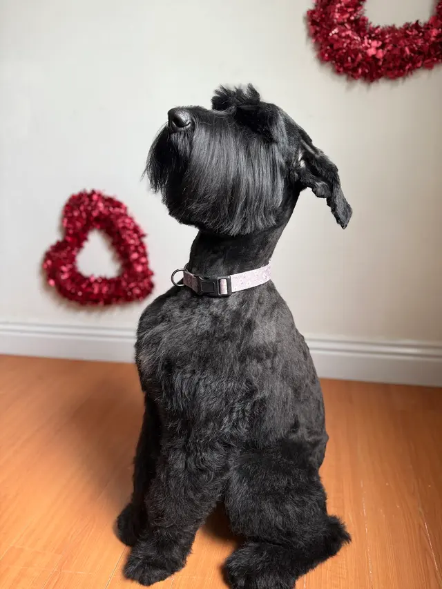 Ruff Cutz Mobile dog grooming — photo from the business 2