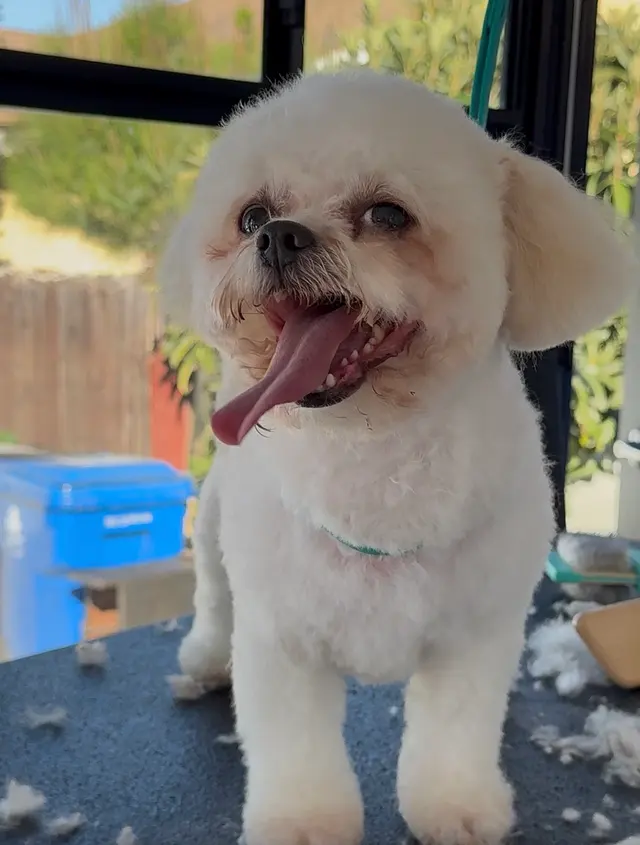 Ruff Cutz Mobile dog grooming — photo from the business 1