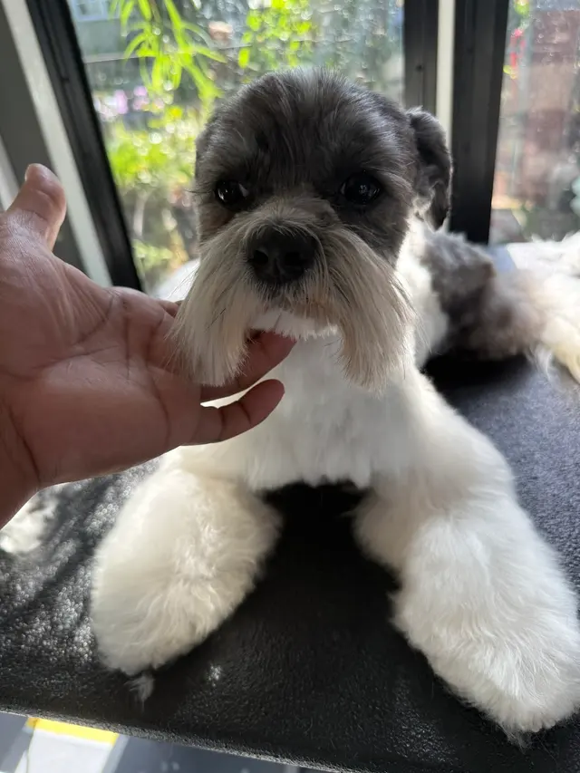 Ruff Cutz Mobile dog grooming — photo from the business 11