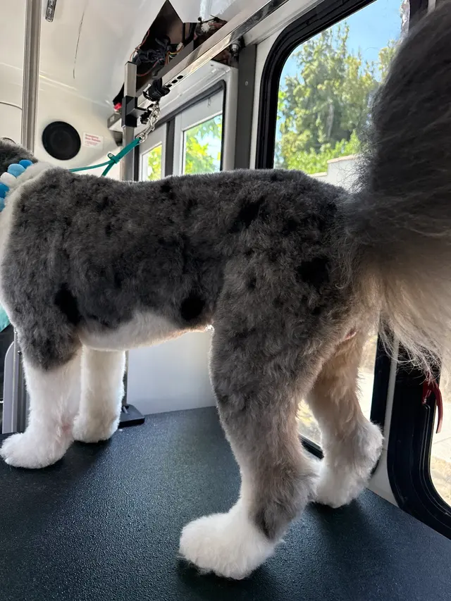 Ruff Cutz Mobile dog grooming — photo from the business 7