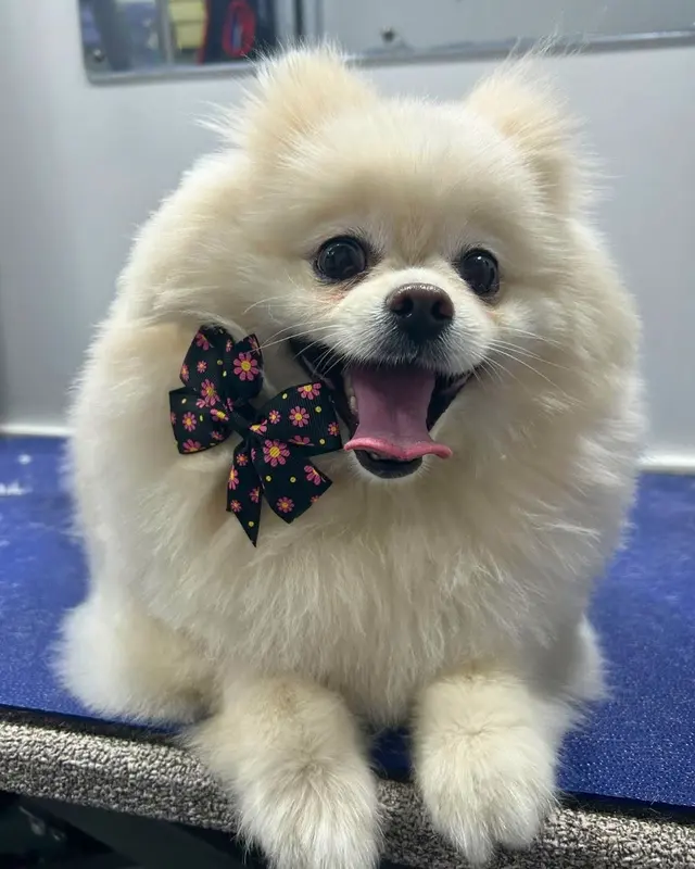 Barkbus Mobile Dog Grooming — photo from the business 7