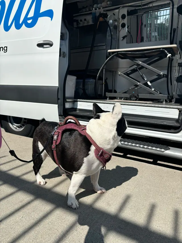 Barkbus Mobile Dog Grooming — photo from the business 6