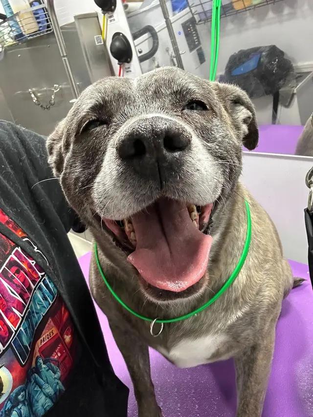 Barkbus Mobile Dog Grooming — photo from the business 9