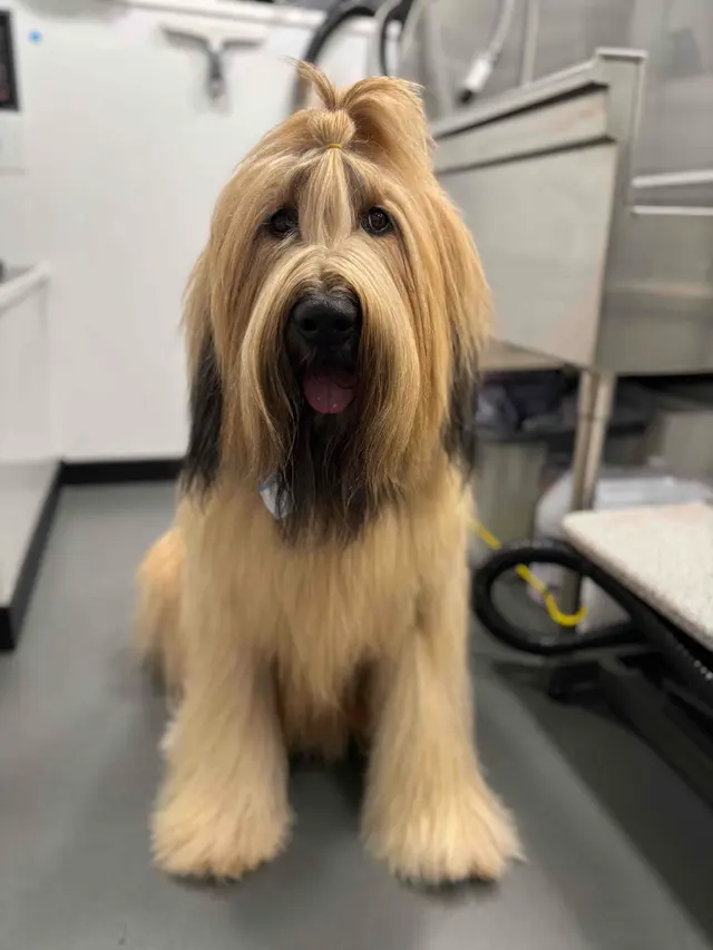 Barkbus Mobile Dog Grooming — photo from the business 5