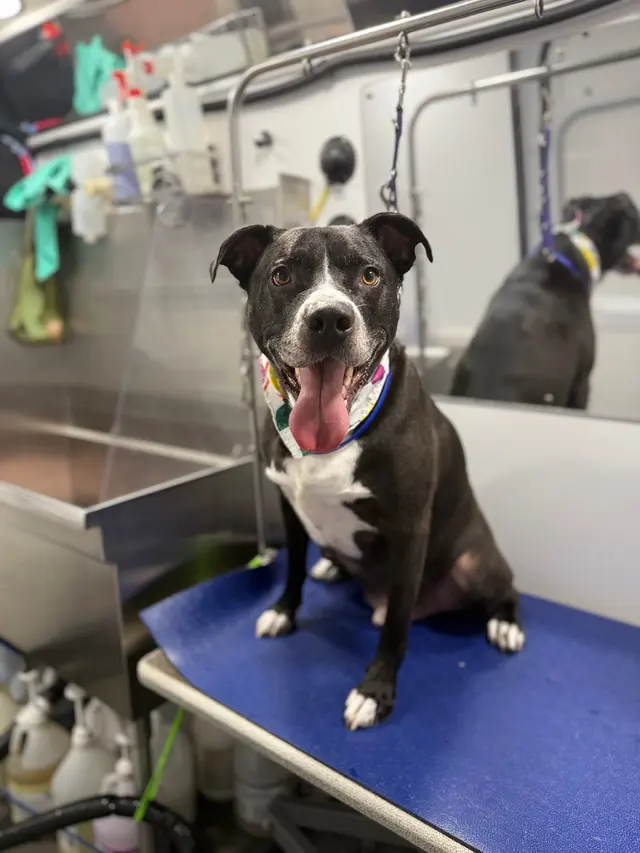 Customer photo of work by Barkbus Mobile Dog Grooming, from Mike Laxner's review