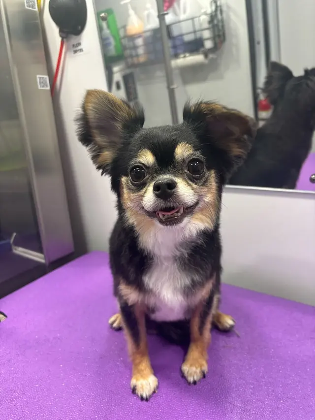 Barkbus Mobile Dog Grooming — photo from the business 12