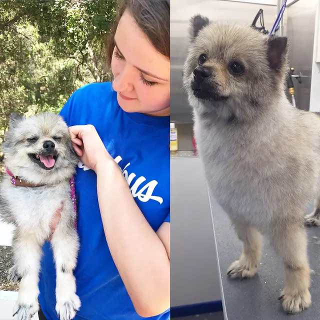 Barkbus Mobile Dog Grooming — photo from the business 8