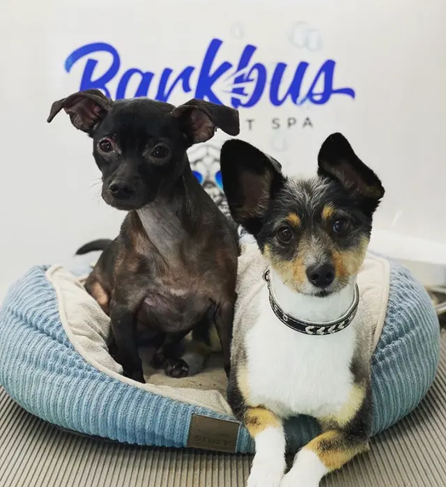 Barkbus Mobile Dog Grooming — photo from the business 12