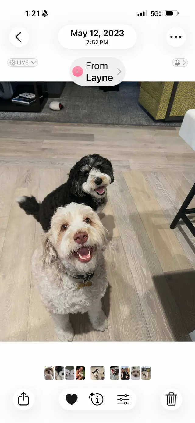 Customer photo of work by Barkbus Mobile Dog Grooming, from Tracey More's review