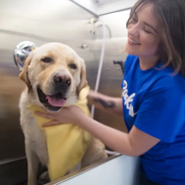 Barkbus Mobile Dog Grooming — photo from the business 2