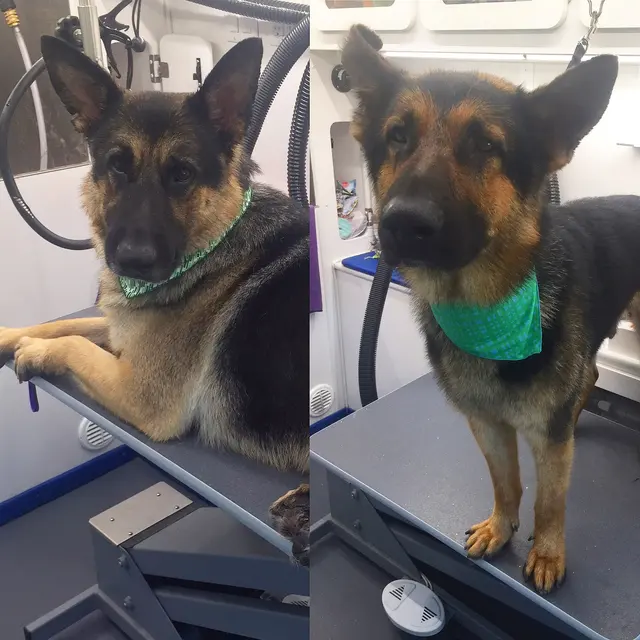 Barkbus Mobile Dog Grooming — photo from the business 10