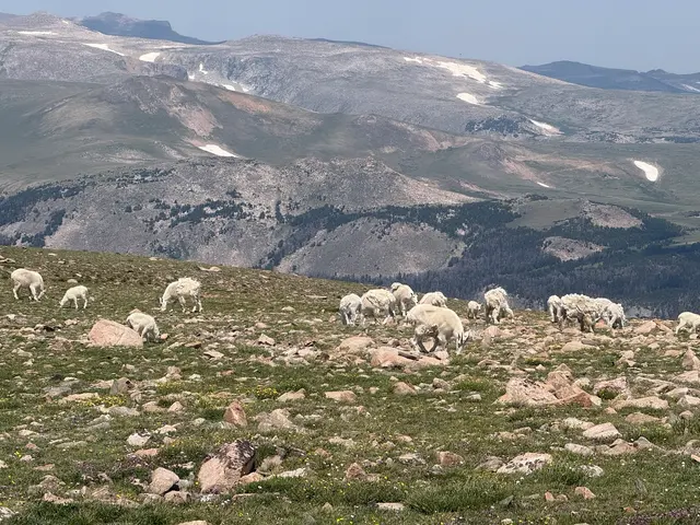 Mountain Mule Transportation — customer photo 7