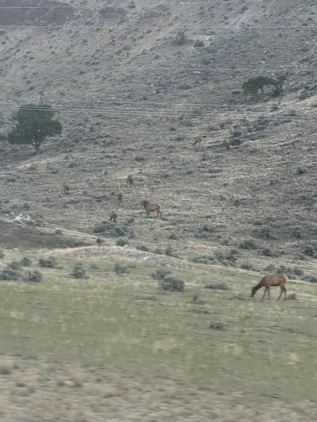 Customer photo of work by Mountain Mule Transportation, from Madison's review