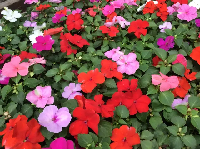 Van Vugt Farms — customer photo 12
