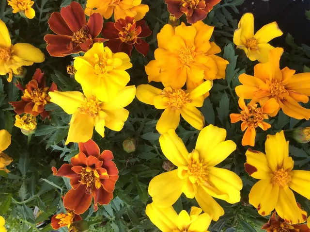 Van Vugt Farms — customer photo 10